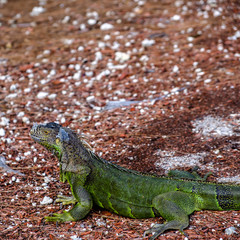 Green Iguana in the dirt
