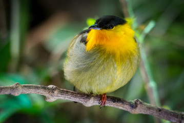 close up of small perching bird