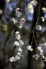 Cherry plum branches with white flowers and young leaves, spring concept.