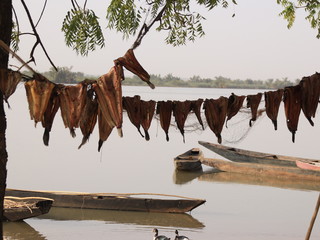 Jedzenie suszone ryby nad rzeką Gambia 
