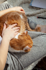 close-up of women's hands stroking a red domestic cat. Home care for your favorite animal.