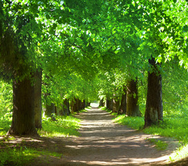 Fototapeta premium Sunrise in the beautiful park