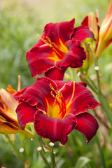 red daylilies