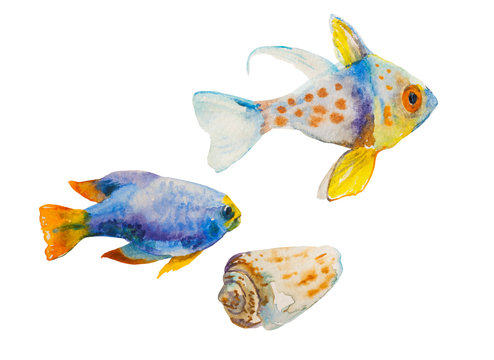 Set of watercolor tropic fish and a shell isolated on white background. Yellowtail damsel fish and goldfish as hand painted illustration of sealife