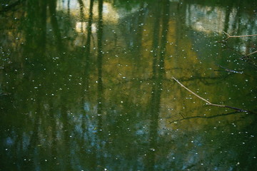 Swamp with green water and some foliage