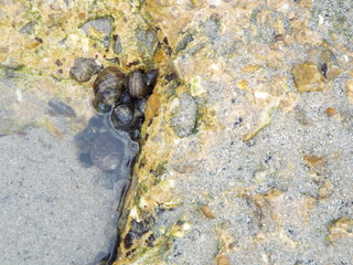 crab on the sand