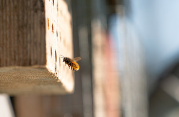 Wildbiene im Anflug auf Insektenhotel