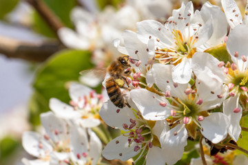 Honigbiene auf einer Birnbaumblüte