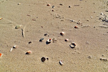Sandstrand mit Muscheln