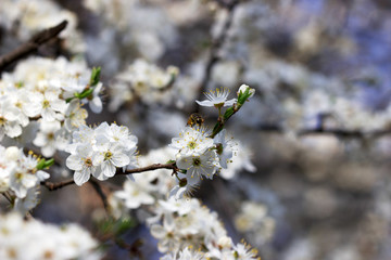 Cherry plum branches with white flowers and young leaves, spring concept.