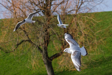 Black-headed Gull (Chroicocephalus ridibundus), Belfast Waterworks, Northern Ireland, UK