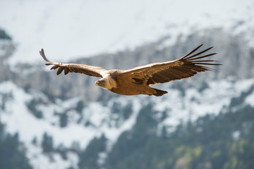 Portrait of a griffon vulture in flight.
