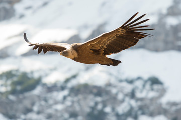 Image of a flying griffon vulture.