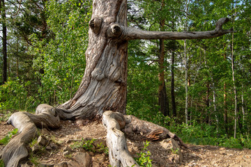 Fototapeta na wymiar The trunk of the tree, which seems to have a face in the details of the bark and a branch similar to a nose. It looks like a wooden man