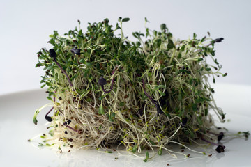 micro greens: the green sprouts on the white plate.