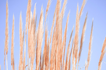 Fototapeta premium Cortaderia selloana commonly known as Pampas Grass. Ears of dry grass are tinted in warm autumn colors. Blue sky. Sunny day. Fall natural concept. Selective focus. Copy space.