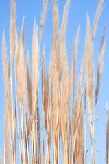 Cortaderia selloana algemeen bekend als pampasgras. Oren van droog gras zijn getint in warme herfstkleuren. Blauwe lucht. Zonnige dag. Val natuurlijk concept. Selectieve aandacht. Ruimte kopiëren.
