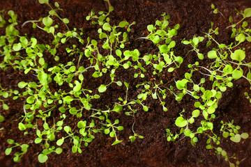 Plants spring green sprouts grow from the ground