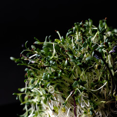 Obraz premium micro greens: the green sprouts on the black background