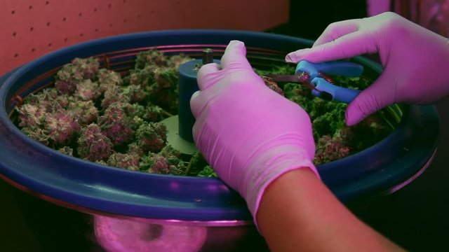 Cannabis Bowl Trimming Hand Trim Clean Up