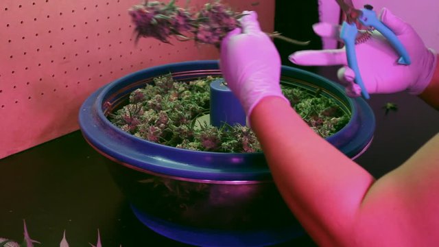 Cannabis Trimming Filling Bowl Trimmer