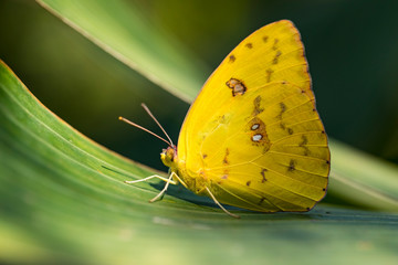 Butterfly posing on a leaf. Costa Rica. Pura Vida.