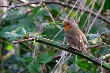 European Robin (Erithacus rubecula), Lagan River, Belfast, Northern Ireland, UK
