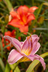 pink and orange daylily