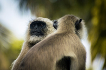 A group of monkeys came out of jungle in search for food