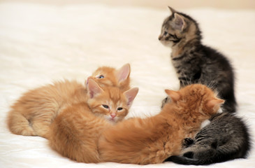 striped and red kittens © Evdoha