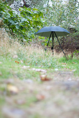 A view of An umbrella on the leaves