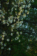 Spring forest backlight seasons specific