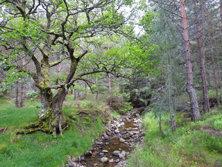 Forest in Scotland