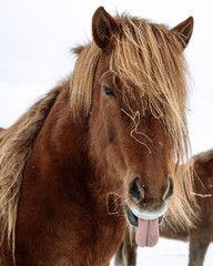 Icelandic Horse in a mood