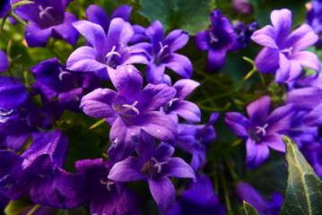 Campanula