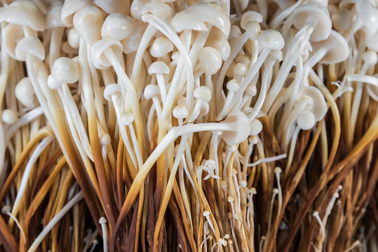 Enoki mushrooms