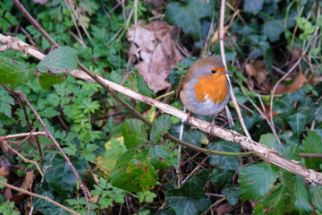 European Robin (Erithacus rubecula), Lagan River, Belfast, Northern Ireland, UK