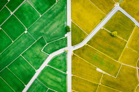 Aerial View Of Rice Field In Taiwan