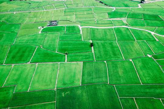 Aerial View Of Rice Field In Taiwan