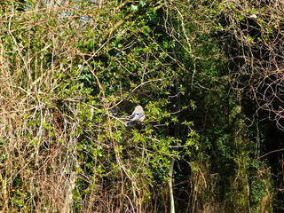 Der Eichelhäher auf dem Ast im Baum