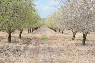 Blooming Almond Trees and flovers field