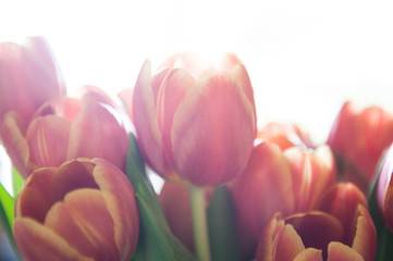 Fototapeta premium Bunch of Tulips