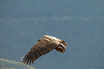 Image of a flying griffon vulture.