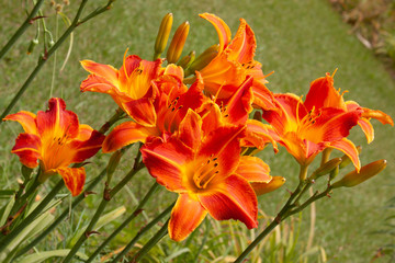 group of orange daylilies