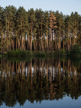 Pines by the lake