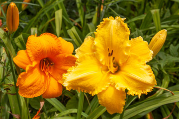 two ruffled daylilies
