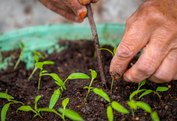 Hands of an old woman planting seedlings..Hands that dig and open the soil with the help of nail and plant plants.