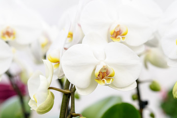 Close up of many delicate white Phalaenopsis orchid flowers in full bloom in a garden pot by the window in a sunny summer day
