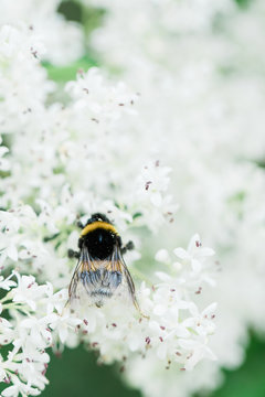 Bumblebee on white privet flowers