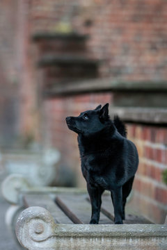 black dog schipperke looking up